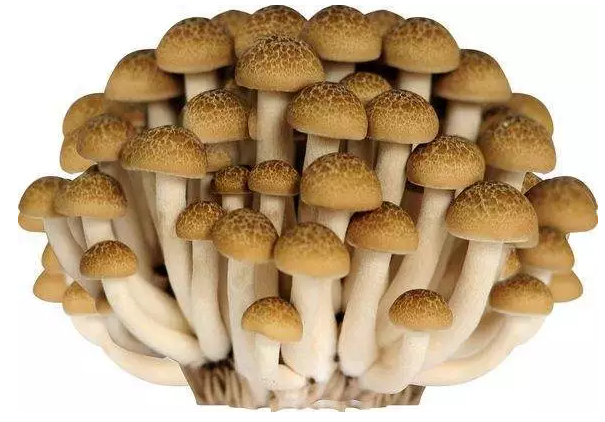 http://www.jmjbh.cn/ewebeditor/uploadfile/20170914091421667001.png